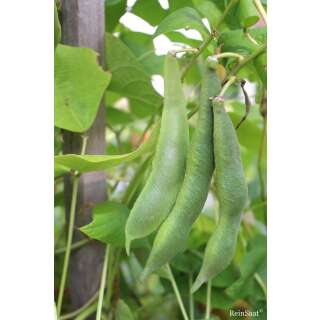 Feuerbohne Bonela - Phaseolus coccineus L. - BIOSAMEN