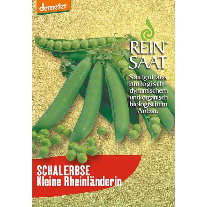 Schalerbse Kleine Rheinländerin - Pisum sativum L. convar. sat. - BIOSAMEN