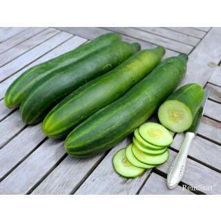 Gurke Qualitas - Cucumis sativus L. - Demeter biologische Samen