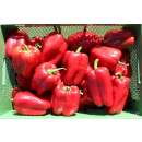 Paprika Barkan - Capsicum annuum - Demeter biologische Samen