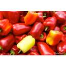 Paprika Albaregia - Capsicum annuum - Demeter biologische...