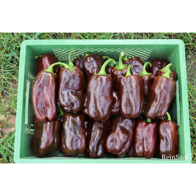 Paprika Sweet Chocolate - Capsicum annuum - Demeter biologische Samen