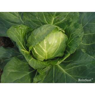 Kabis, Weisskohl Derby Day - Brassica oleracea convar. capitata var. alba - Demeter biologische Samen