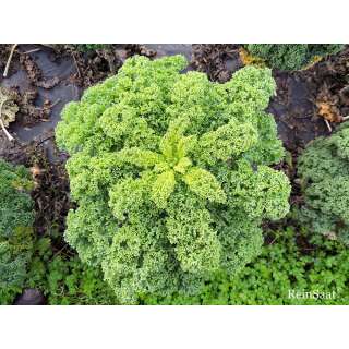 Federkohl, Grünkohl Westlandse Winter - Brassica oleracea var. sabellica - Demeter biologische Samen