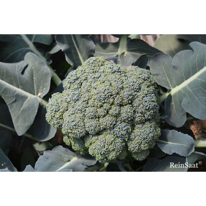 Broccoli Ramoso calabrese - Brassica oleracea convar. botrytis var. italica - Demeter biologische Samen