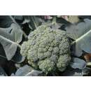 Broccoli Ramoso calabrese - Brassica oleracea convar....