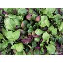 Asiasalat Oriental Mix - Brassica rapa, Brassica juncea -...