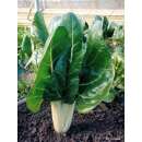 Mangold, Stielmangold, Krautstiel Jessica - Beta vulgaris...