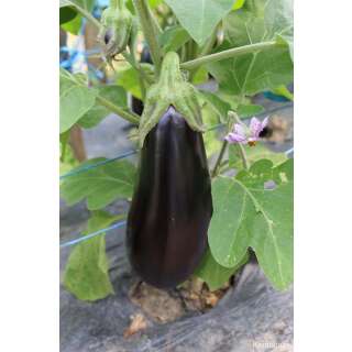 Aubergine, Eierfrucht Luiza - Solanum melongena L. - Demeter biologische Samen