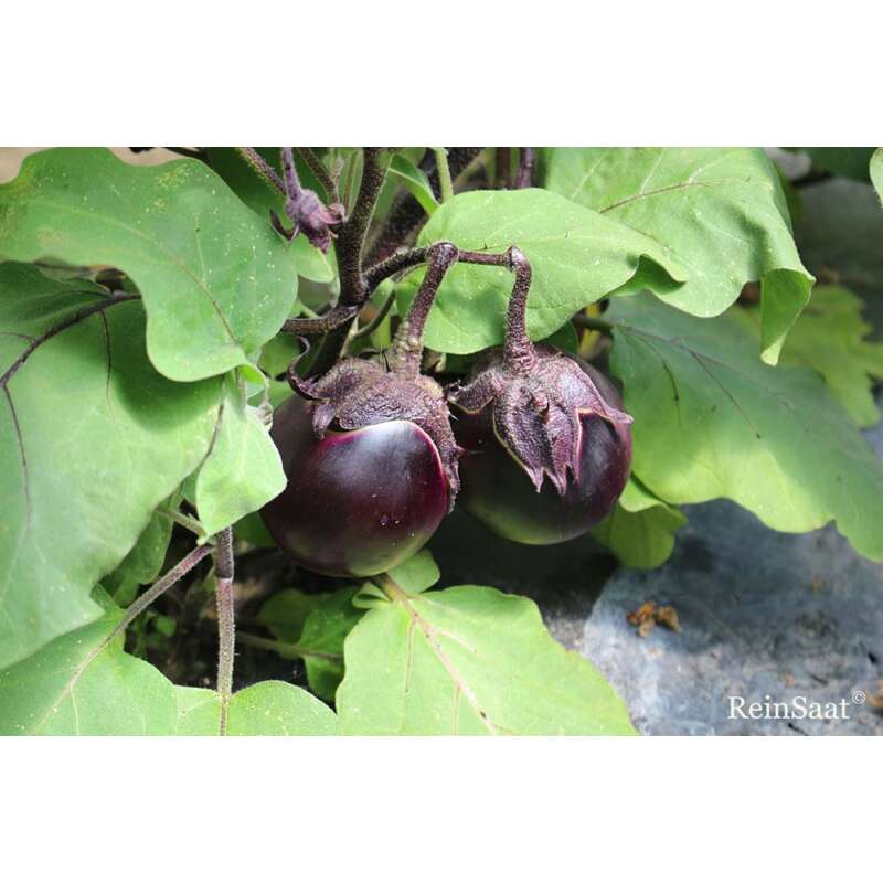 Aubergine, Eierfrucht Kono - Solanum melongena L. - Demeter biologische Samen