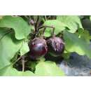 Aubergine, Eierfrucht Kono - Solanum melongena L. -...