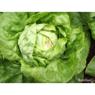 Kopfsalat Maikönig - Lactuca sativa var. capitata - Demeter biologische Samen