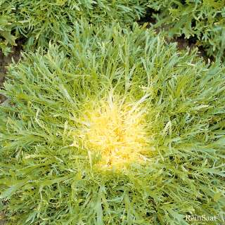 Endivie, Frisée-Salat Très fine...