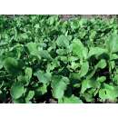 Rucola, Salatrauke Coltivata - Eruca sativa - Demeter...