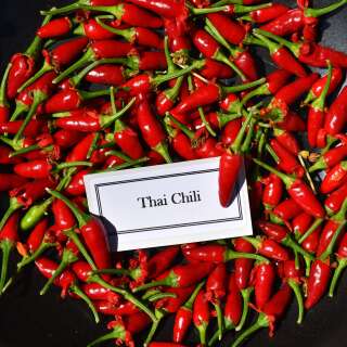 Chili Thai Chili - Capsicum frutescens - Demeter biologische Samen