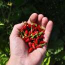 Chili Thai Chili - Capsicum frutescens - Demeter biologische Samen