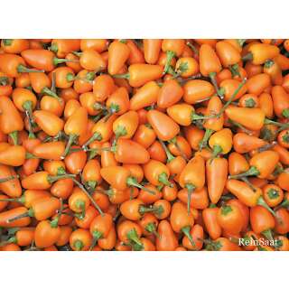 Chili Capela Orange - Capsicum frutescens - Demeter biologische Samen