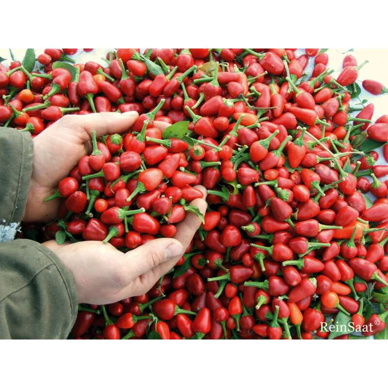 Chili Capela Rot - Capsicum frutescens - Demeter biologische Samen