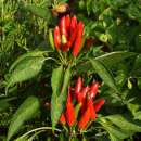 Chili Kusburnu - Capsicum frutescens - BIOSAMEN