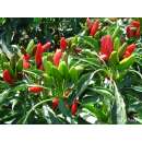 Chili Kusburnu - Capsicum frutescens - BIOSAMEN