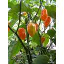 Chili Habanero orange - Capsicum chinense - Demeter...