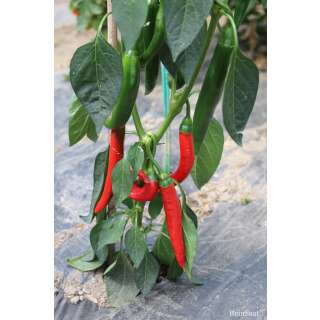 Chili Aciburun - Capsicum annuum - BIOSAMEN