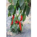 Chili Aciburun - Capsicum annuum - BIOSAMEN