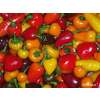 Chili Mix - Capsicum frutescens - Demeter biologische Samen