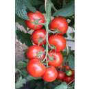 Tomate, Salattomate Ricca - Solanum Lycopersicum L. -...
