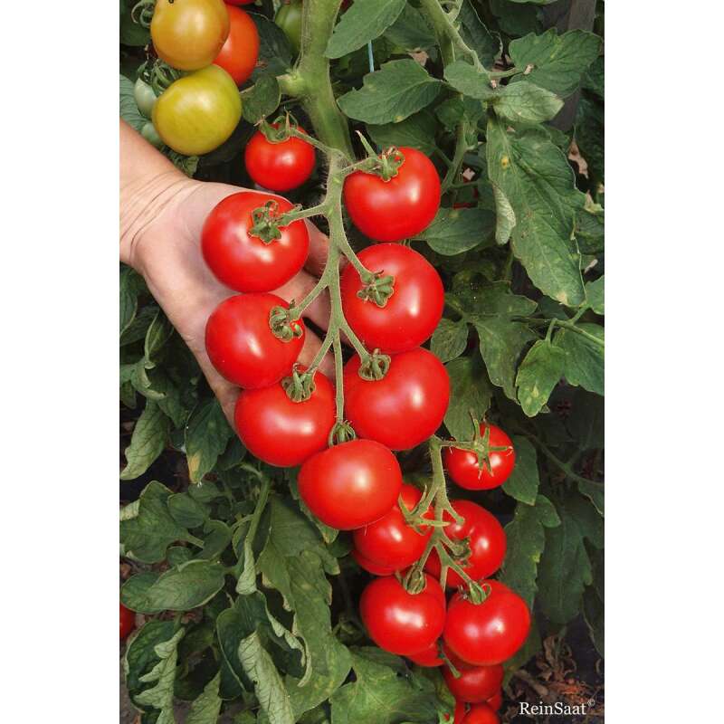 Tomate, Salattomate Hellfrucht - Solanum Lycopersicum L. - Demeter biologische Samen