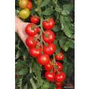 Tomate, Salattomate Hellfrucht - Solanum Lycopersicum L....