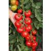 Tomate, Salattomate Hellfrucht - Solanum Lycopersicum L. - Demeter biologische Samen