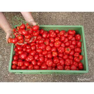 Tomate, Salattomate Marglobe - Solanum Lycopersicum L. - Demeter biologische Samen