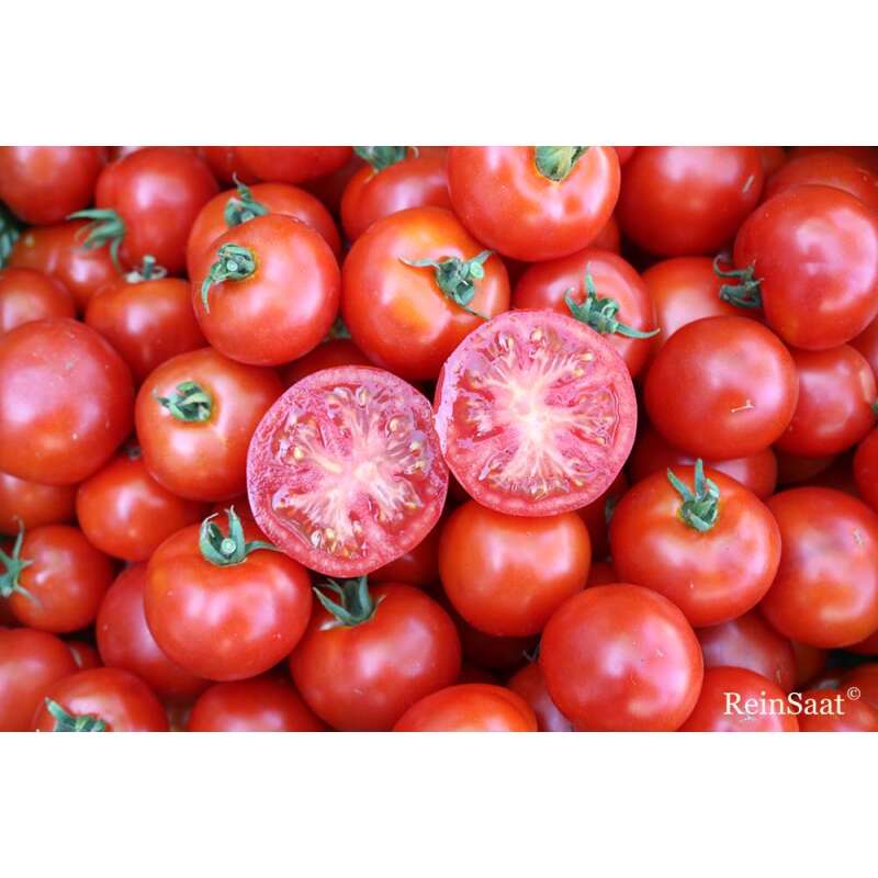 Tomate, Buschtomate Jani - Solanum Lycopersicum L. - Demeter biologische Samen