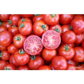 Tomate, Buschtomate Jani - Solanum Lycopersicum L. - Demeter biologische Samen