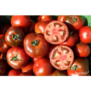 Tomate, Salattomate Revilla - Solanum Lycopersicum L. - Demeter biologische Samen