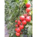 Tomate, Salattomate Shimmeig Creg - Solanum Lycopersicum...