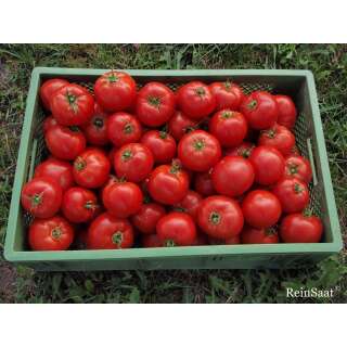 Tomate, Fleischtomate St. Pierre - Solanum Lycopersicum L. - Demeter biologische Samen