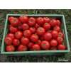 Tomate, Fleischtomate St. Pierre - Solanum Lycopersicum L. - Demeter biologische Samen