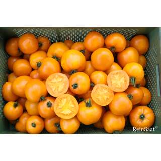 Tomate, Fleischtomate Valencia - Solanum Lycopersicum L. - Demeter biologische Samen