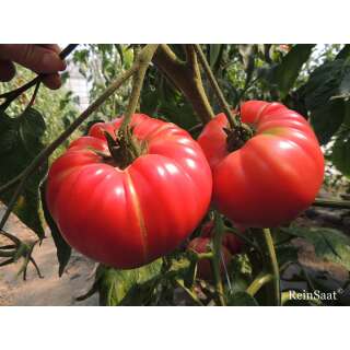 Tomate, Fleischtomate Olena Ukrainian - Solanum Lycopersicum L. - Demeter biologische Samen