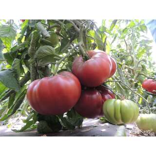 Tomate, Fleischtomate Tschernij Prinz - Solanum Lycopersicum L. - Demeter biologische Samen