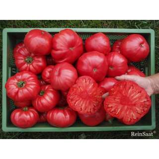 Tomate, Fleischtomate Rosa - Solanum Lycopersicum L. - Demeter biologische Samen