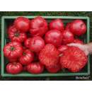Tomate, Fleischtomate Rosa - Solanum Lycopersicum L. -...