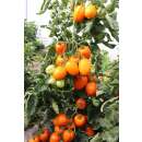 Tomate, Saucentomate Carmen - Solanum Lycopersicum L. - Demeter biologische Samen