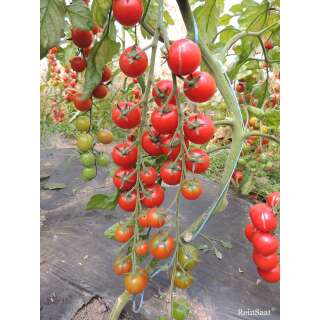 Tomate, Cocktailtomate Anabelle - Solanum Lycopersicum L. - Demeter biologische Samen