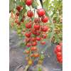 Tomate, Cocktailtomate Anabelle - Solanum Lycopersicum L. - Demeter biologische Samen