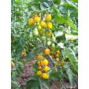 Tomate, Cocktailtomate Yellow Submarine - Solanum Lycopersicum L. - Demeter biologische Samen