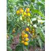 Tomate, Cocktailtomate Yellow Submarine - Solanum Lycopersicum L. - Demeter biologische Samen
