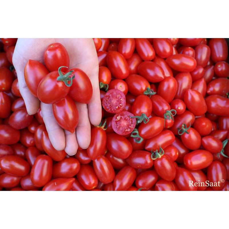 Tomate, Cocktailtomate Donatellina - Solanum Lycopersicum L. - Demeter biologische Samen